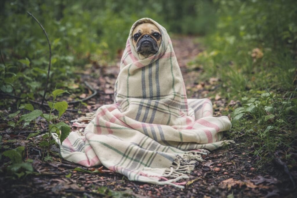 Laundry tips for DC pet owners
